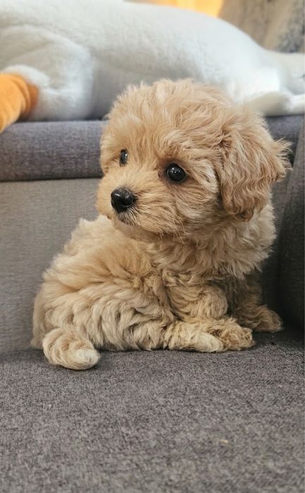Mini maltipoo piekny chłopiec mała domowa hodowla wspólpracujaca z behawiorystą