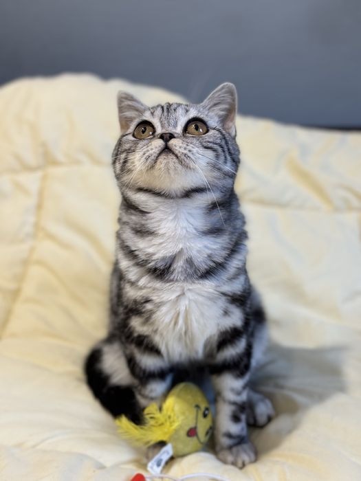 Кошеня шотландське