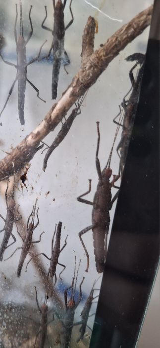 Straszyki diabelskie