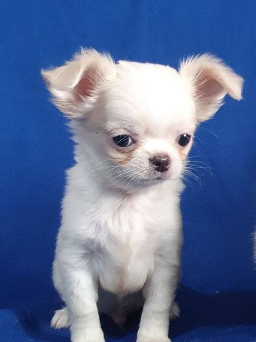 Кремовый мальяик длинношерстный