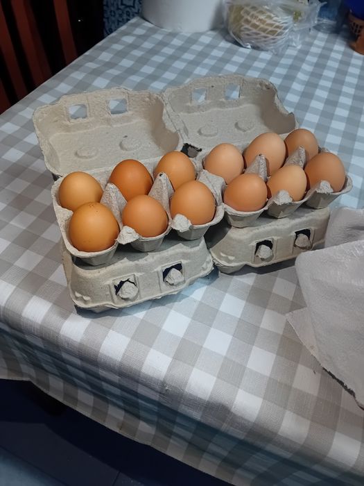 Ovos caseiros frescos – galinhas soltas (Gilmonde/Braga)