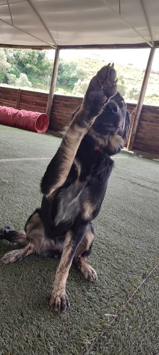 Shollie para adoção