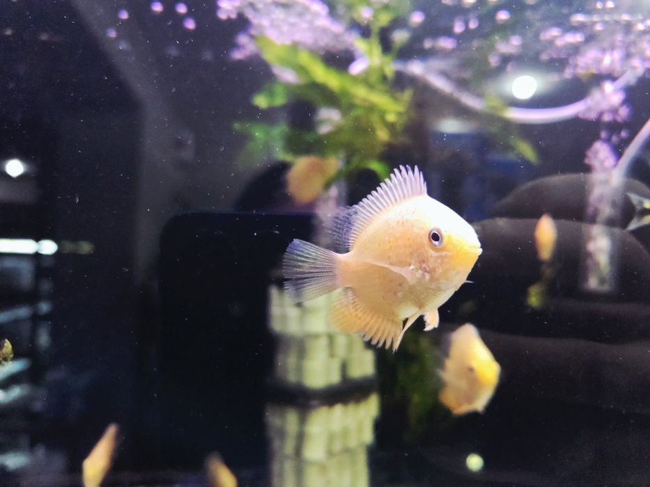 Pielęgnica severum red spotted