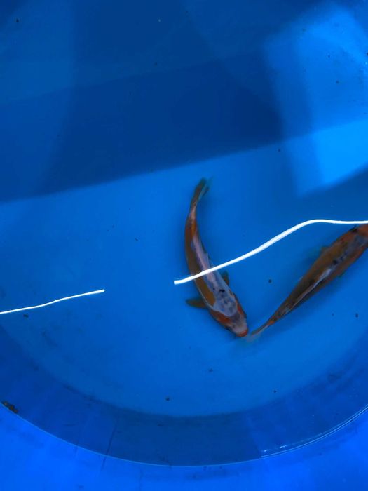 Vendo carpas koi