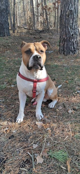 В'язка амстафф кобель шукає дівчинку