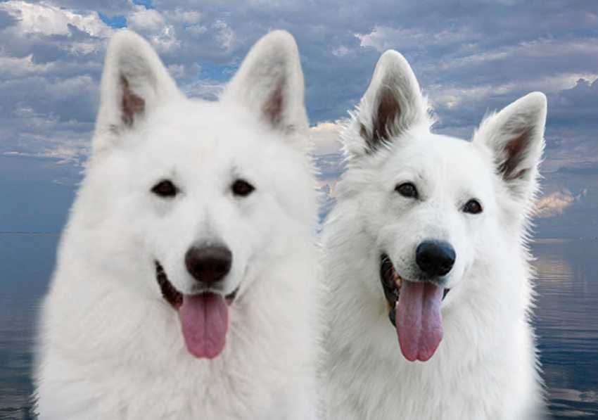 Довгошерсті цуценята БШВ біла швейцарська вівчарка КСУ з ген.тестами