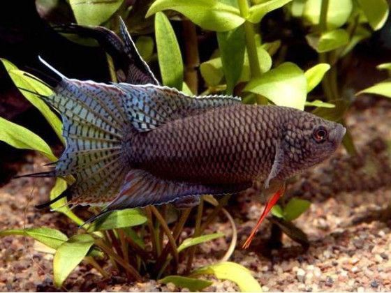 Макропод чорний (дорослий) рибка акваріумна