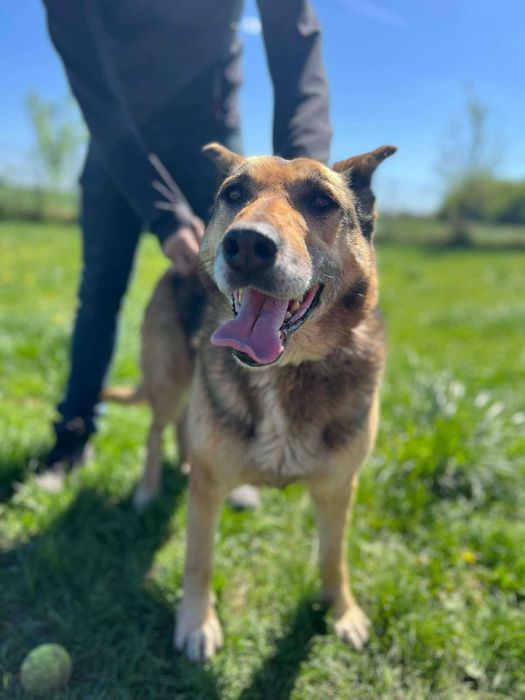 Topka - owczarek niemiecki mix, 8 lat, kocha człowieka!