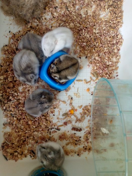 Джунгарскией хомяк