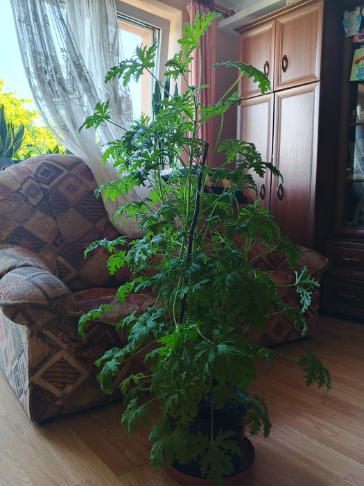 Geranium anginka duża gęsta