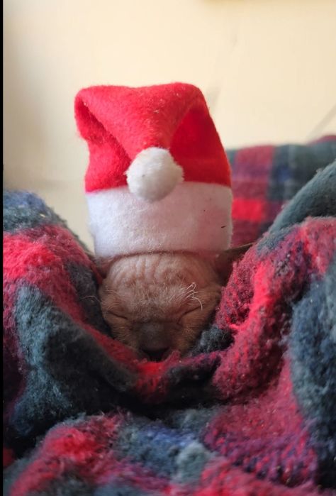 Przepiękny kot sfinks niebieskie oczka