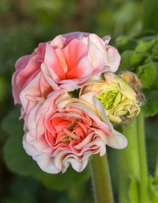 Pelargonia kolekcjonerska sadzonki