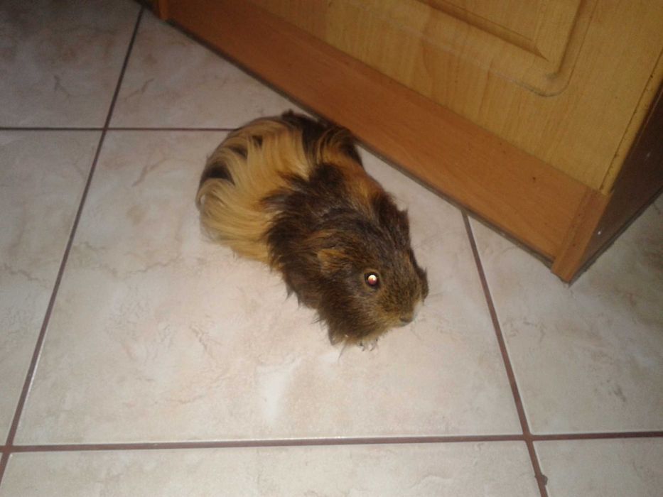 sprzedam świnkę morską