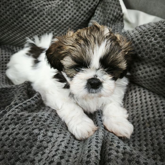 Suczka shih-tzu z Rodowodem
