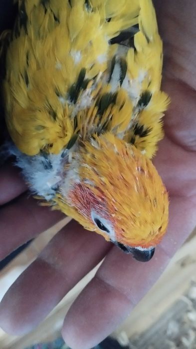 Aves domésticas aratinga  sol