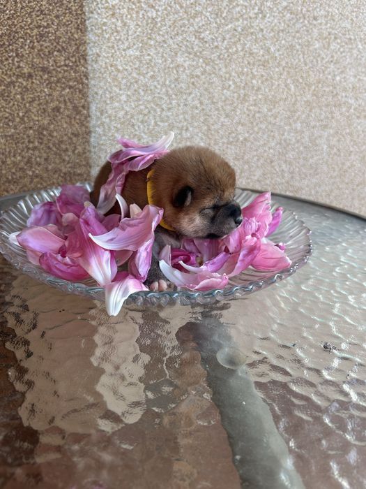 Маленьке щастя. Шиба іну, Сіба іну. FCI