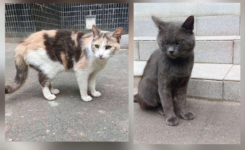 Отдам даром в добрые руки серого котика и трехцветную кошечку