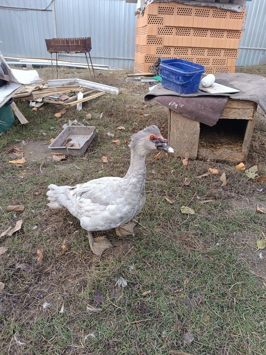 ЛАВАНДОВІ качки,шипуни,мускуси