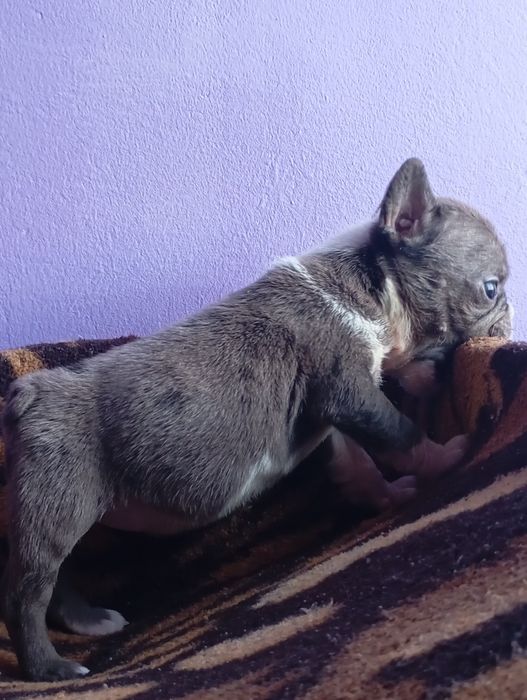 Дівчата французький бульдог