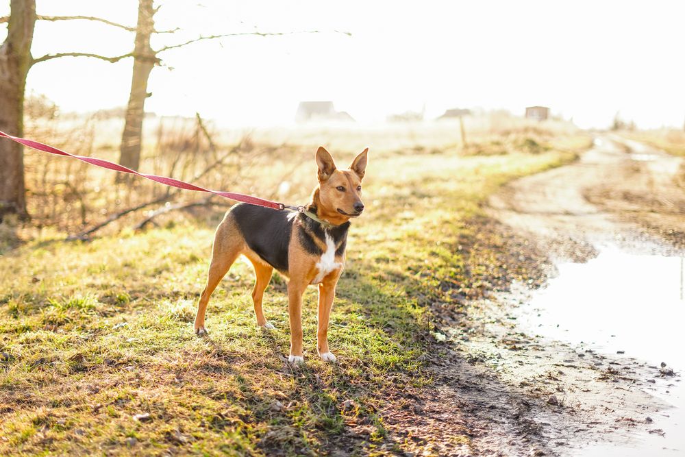 Собака шукає сімʼю в добрі руки