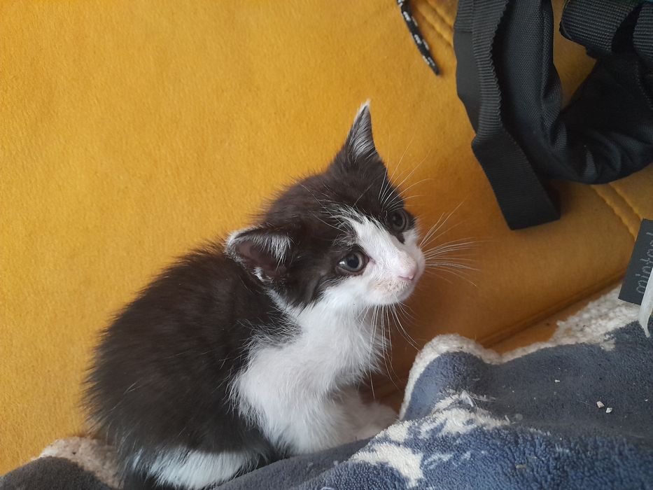 Dou gatinho macho