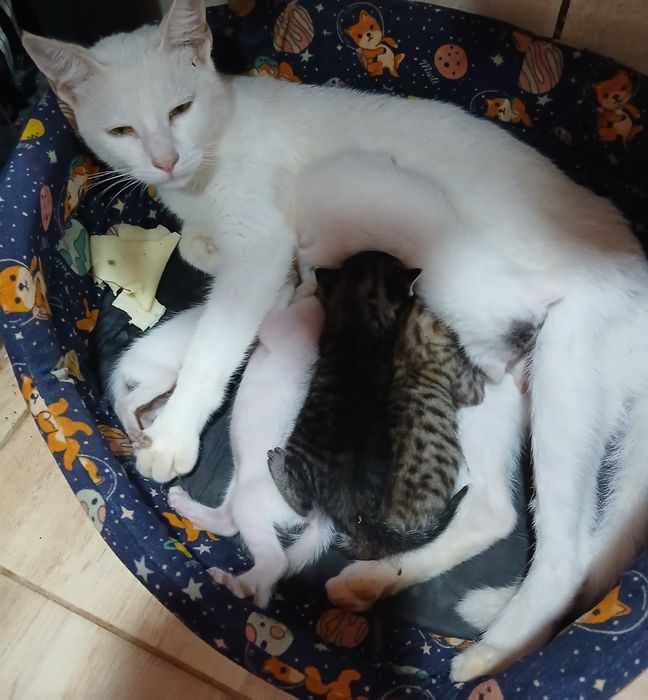 Encontrei no campo uma gata com 6 gatinhos
