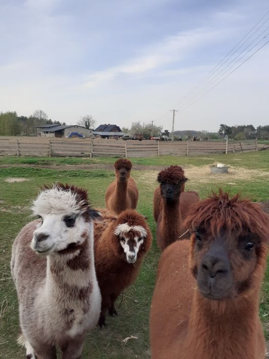 Sprzedam alpaki  samce i samice