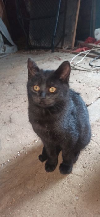 Милі котенята ласкаві друзі