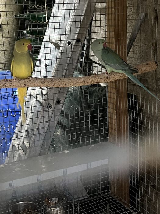 RING NECK  2024 / RM Birds