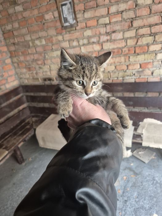 Кошенята в добрі руки