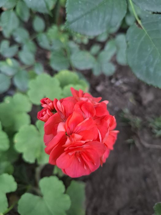 Герань пеларгонія, хвойні, лаванда, модрина