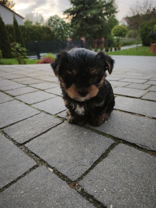 Yorkshire Terrier