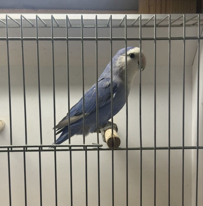 Agapornis longfeather