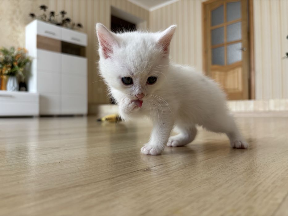 Дуже потребують сімʼю!