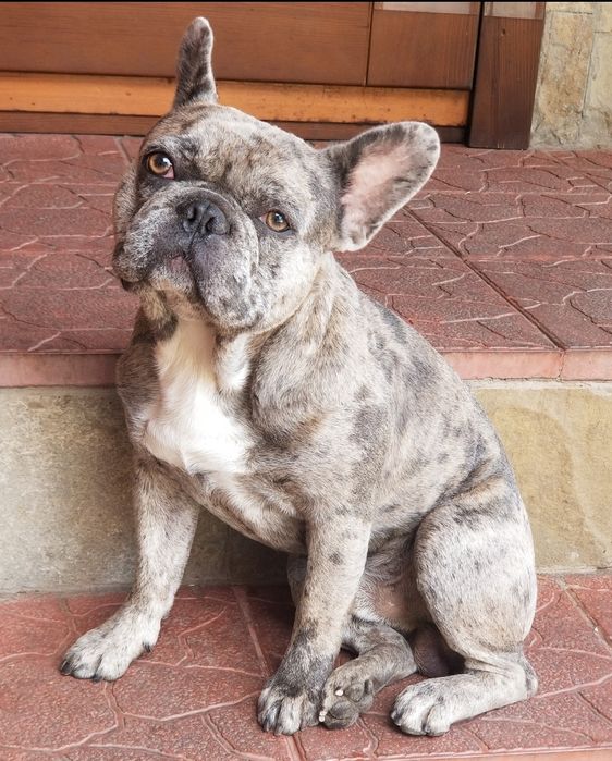 Вязка ,продажа французский бульдог, шпиц,чихуахуа