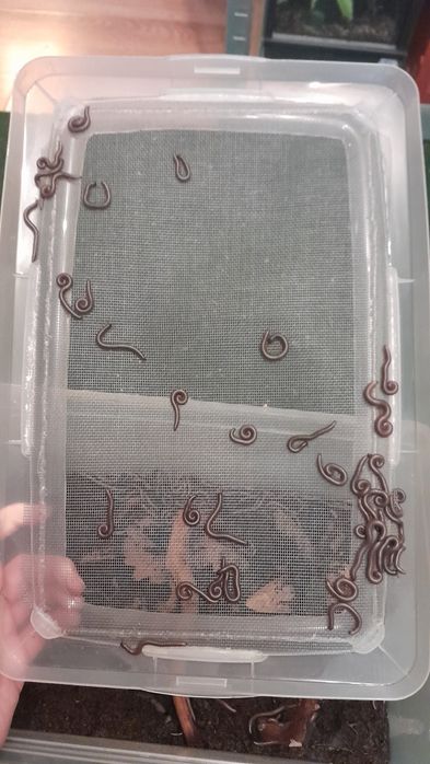 Telodeinopus aoutii – krocionóg kenijski, wij kenijski (młode)