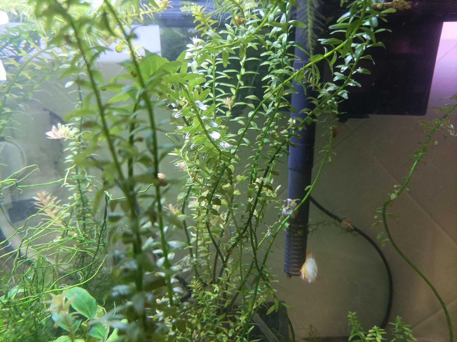 Molly's e plantas de aquário  e caracóis para troca!