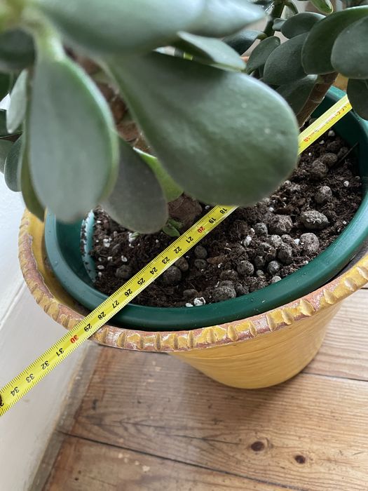 Planta natural com vaso