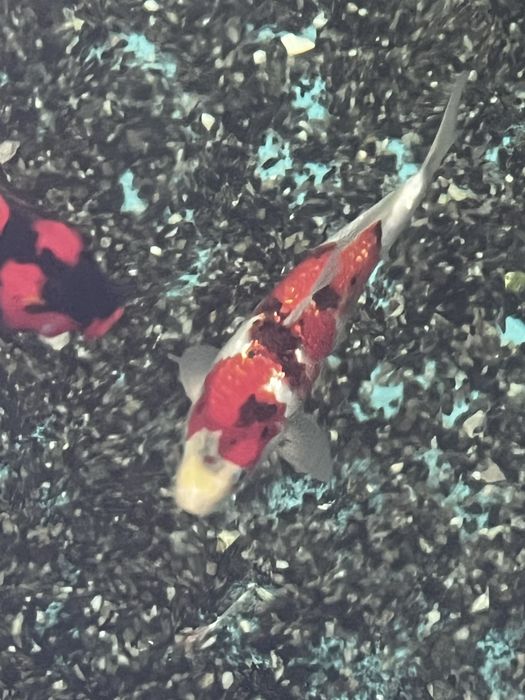 Carpas Koi- Palmela