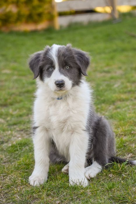 Szczenię border collie FCI