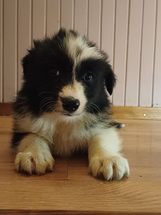 Border collie szczeniak