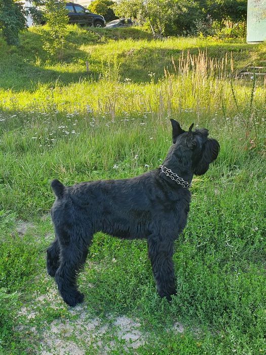 Кобель ризеншнауцер на вязку