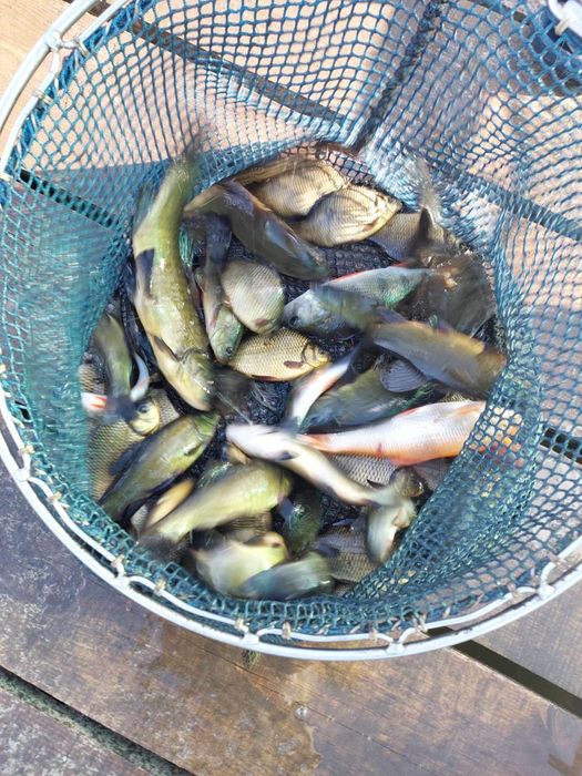 Narybek i kroczek karpia