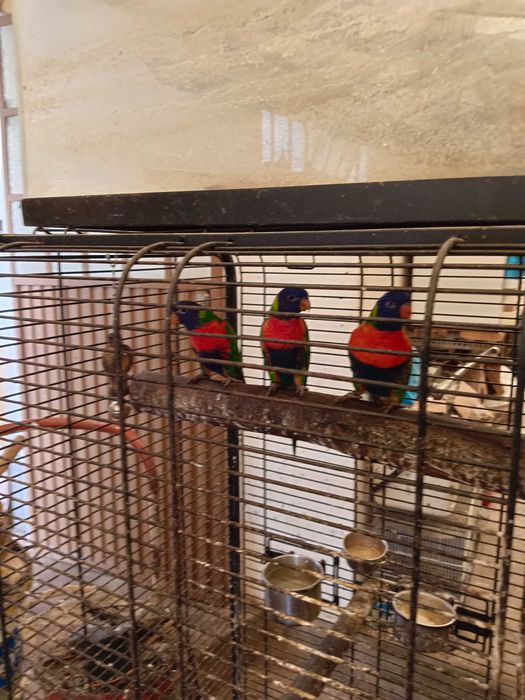 Lorys molucano para trocar ou vender