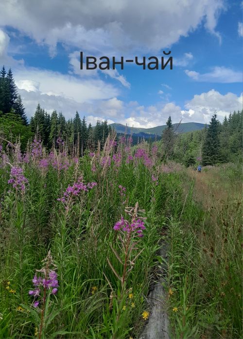 Карпатський Іван-чай