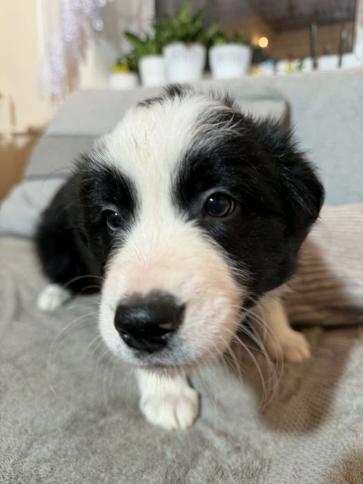 Border collie szczeniak, czarno- biały