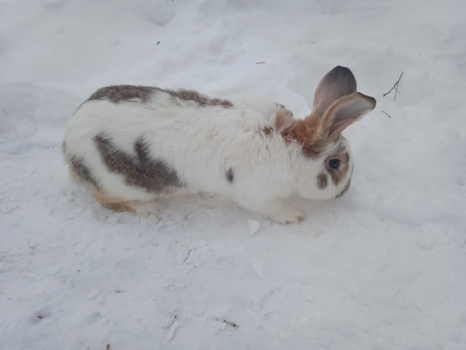 Кролі .робочий самчик