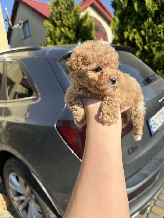 Найкращі цуценятка для дітей мальтіпу