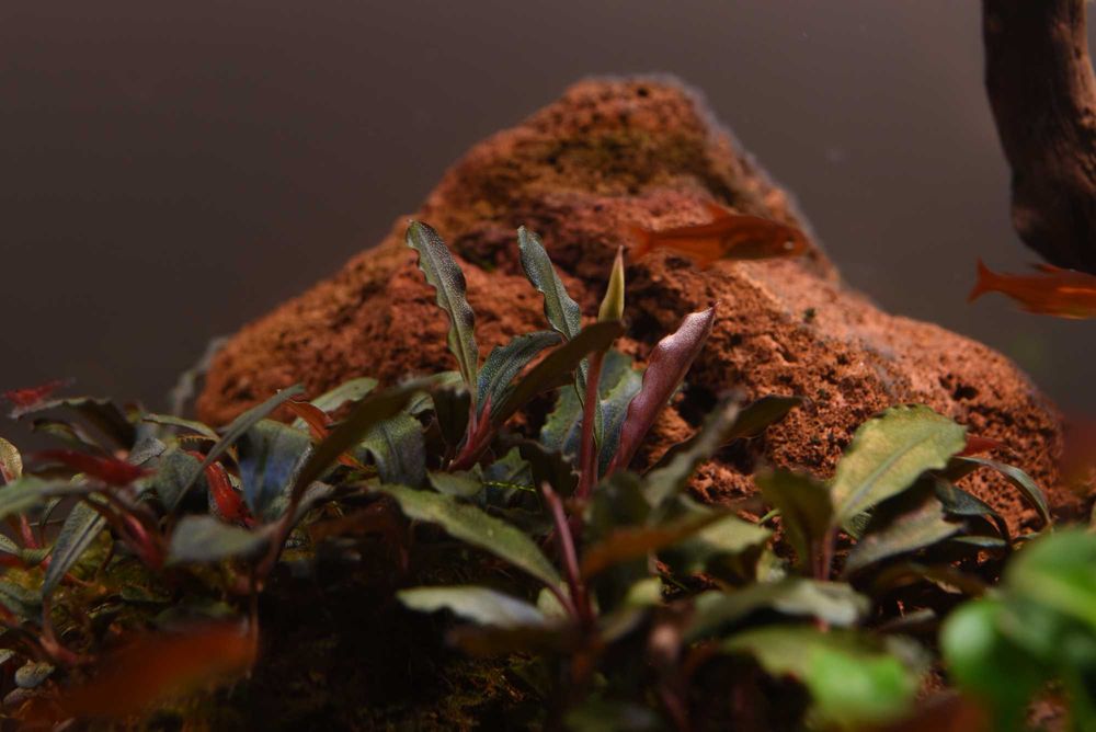 Буцефаландра Bucephalandra sp. Phantom Red
