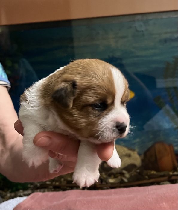 Щенки Джек Рассела